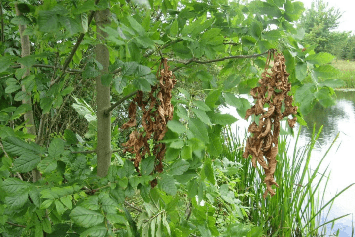 Ash dieback is caused by a fungus (Hymenoscyphus fraxineus) originating from Asia, that infects Ash trees of all ages.