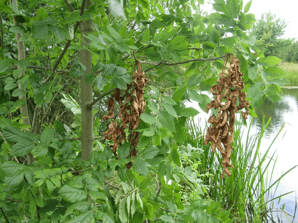 Ash dieback is caused by a fungus (Hymenoscyphus fraxineus) originating from Asia, that infects Ash trees of all ages.