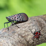 Lanternfly (Lycorma delicatula) winged adult 4th instar nymph (red body).