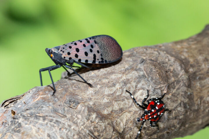 Lanternfly (Lycorma delicatula) winged adult 4th instar nymph (red body).