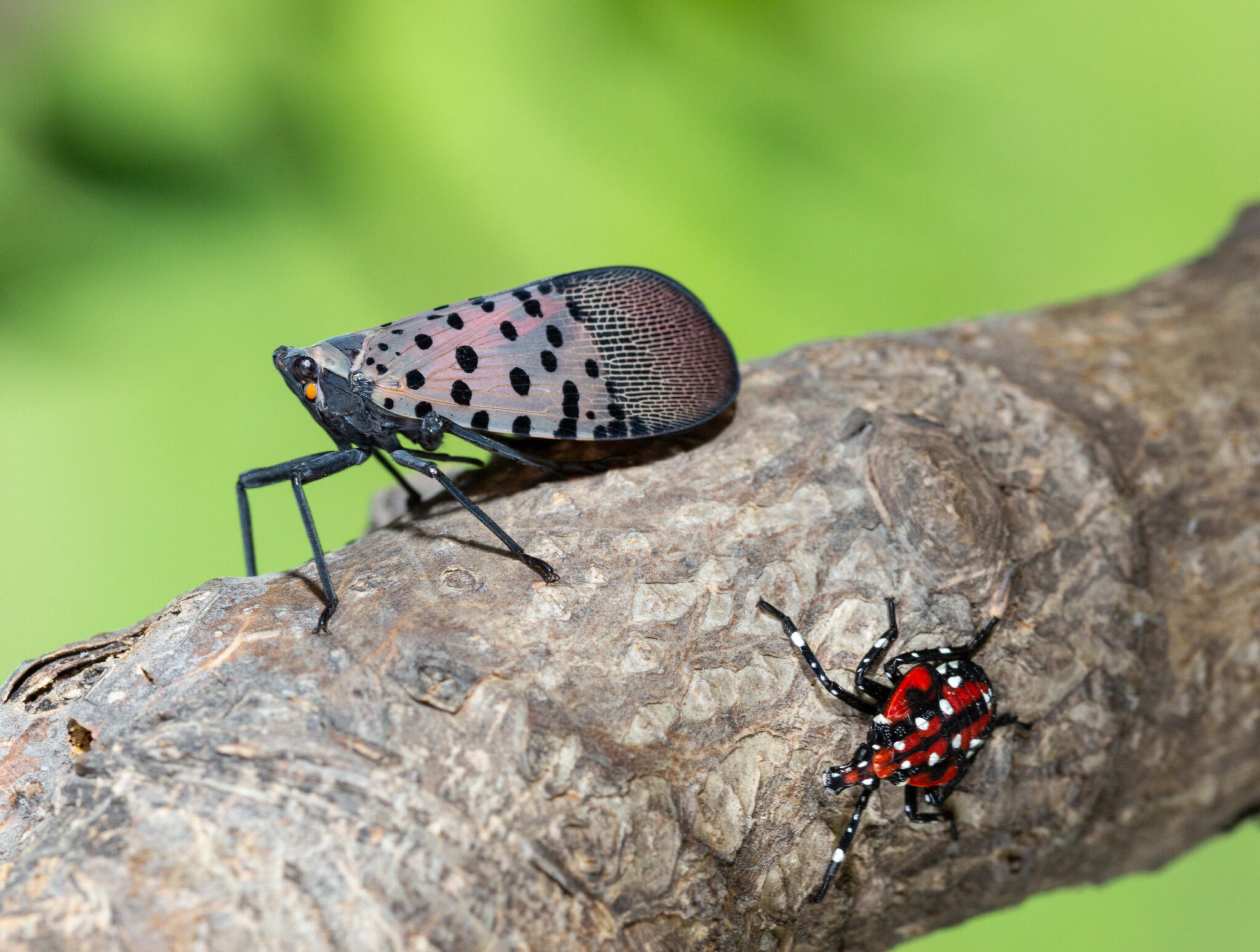 Lanternfly (Lycorma delicatula) winged adult 4th instar nymph (red body).