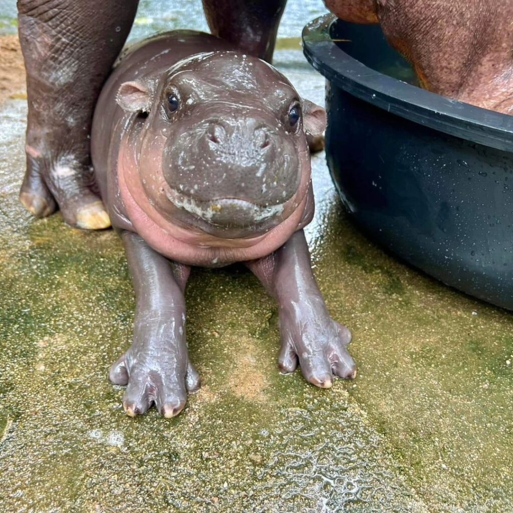 Baby pygmy hippo at Khao Kheow Open Zoo.