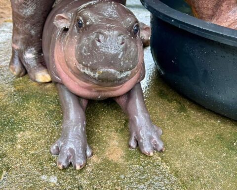 Baby pygmy hippo at Khao Kheow Open Zoo.