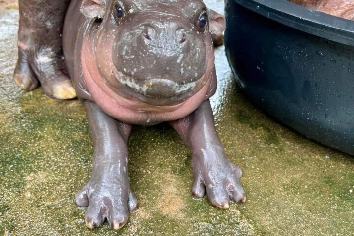 Baby pygmy hippo at Khao Kheow Open Zoo.