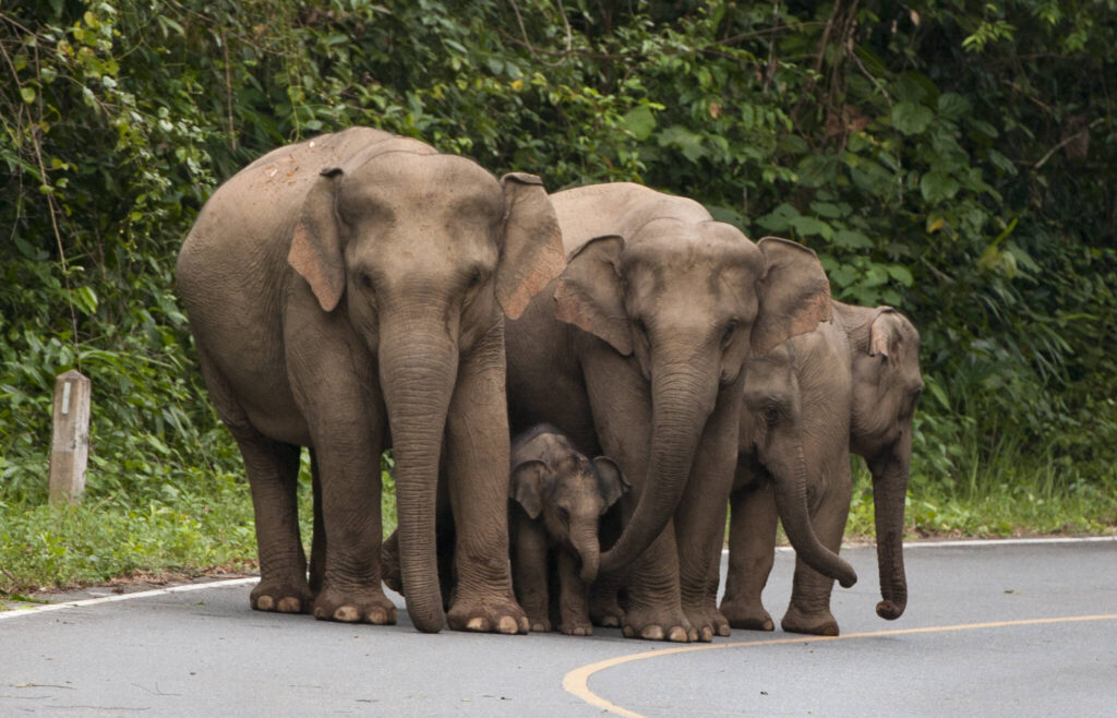 Happy Elephant Family