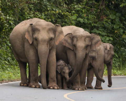 Happy Elephant Family