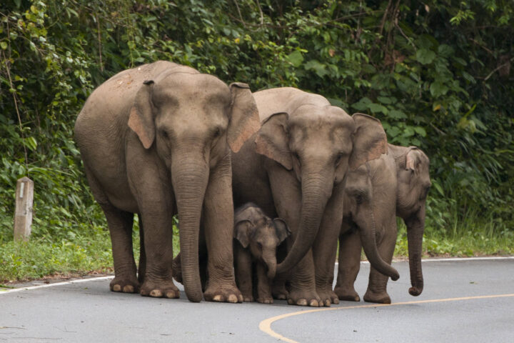 Happy Elephant Family