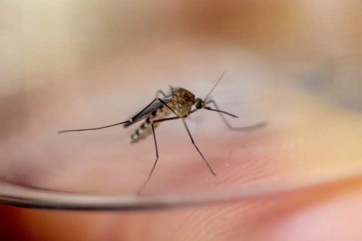 Culex Restuans Mosquito