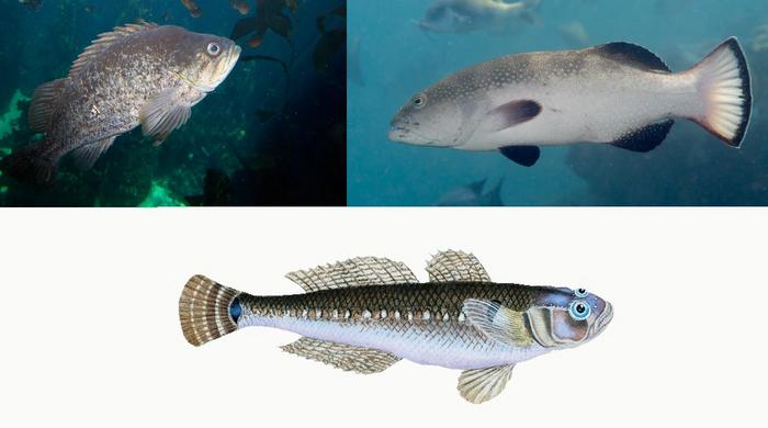 Rockfishes (Sebastidae), sea basses and groupers (Serranidae) and gobies (Gobiidae) had an “important proportion” of species predicted as Threatened.