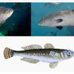 Collage of images of the fish.