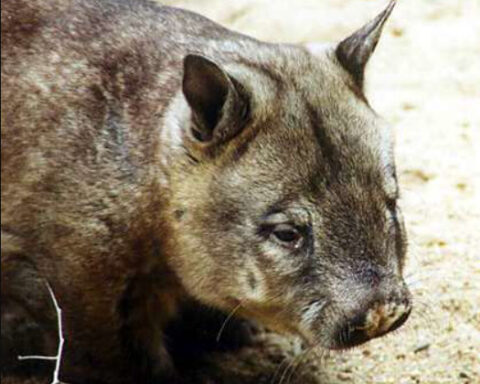 Haarnasenwombat