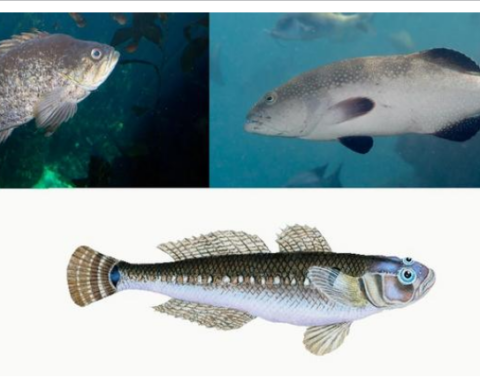 Collage of images of the fish.