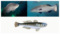 Collage of images of the fish.