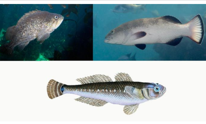 Collage of images of the fish.