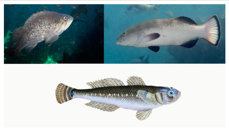 Collage of images of the fish.