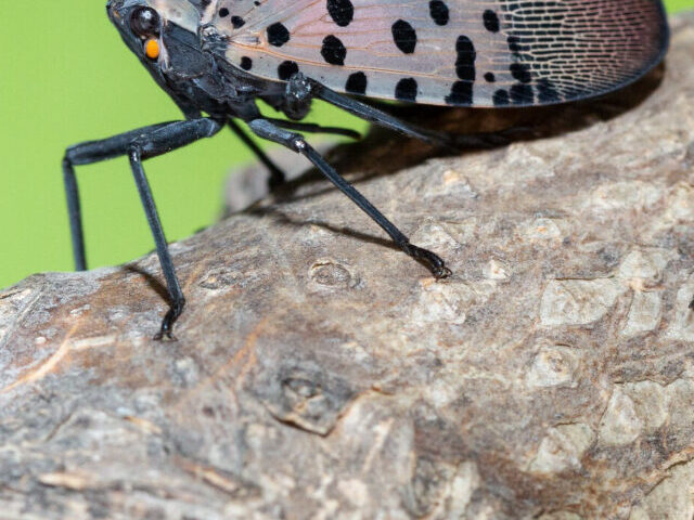 Lanternfly (Lycorma delicatula) winged adult 4th instar nymph (red body).