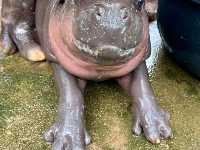 Baby pygmy hippo at Khao Kheow Open Zoo.