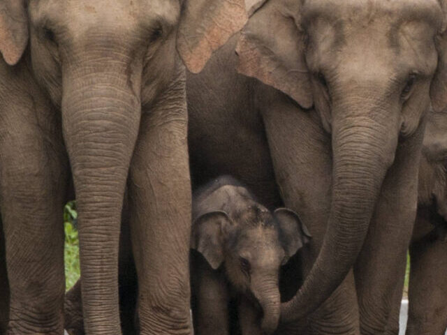 Happy Elephant Family