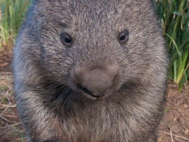 Haarnasenwombat