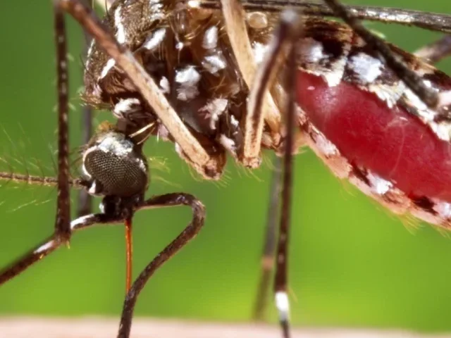 A female, Aedes aegypti mosquito obtaining a blood meal from a human host.