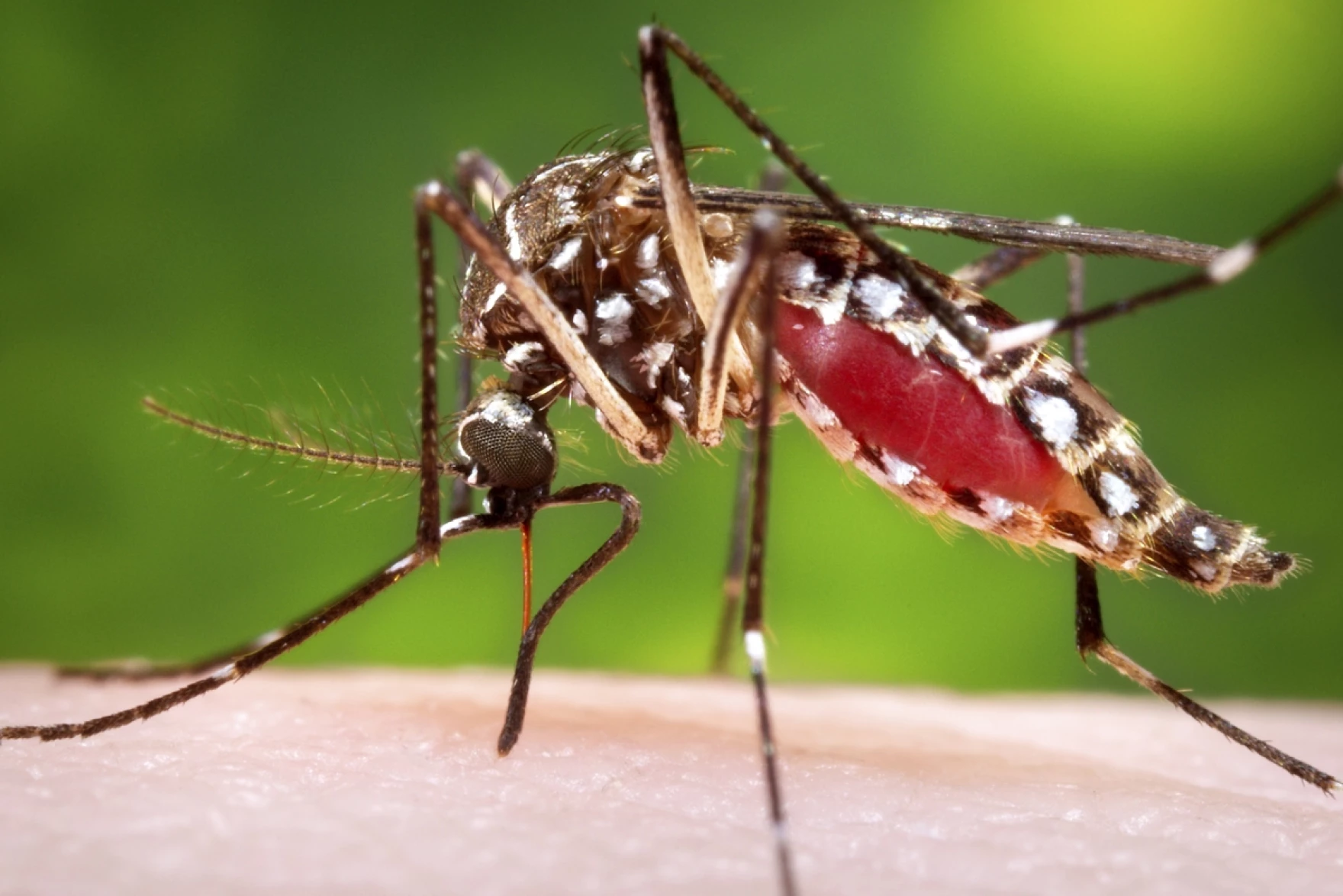 A female, Aedes aegypti mosquito obtaining a blood meal from a human host.