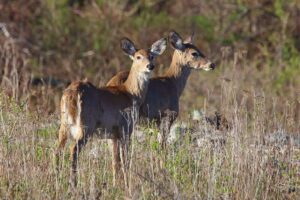 White-Tailed Deer. Photo Source- Animalia