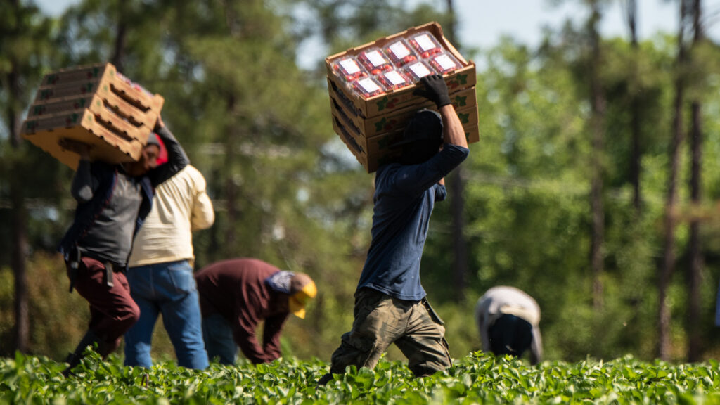 Newsom Blocks Heat Safety Bill As Farmworkers Face 35x Higher Heat ...