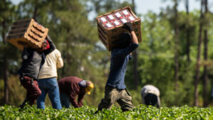 Farmworkers pick strawberries at Farms.