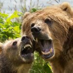 Two brown bears roaring near green trees during daytime.