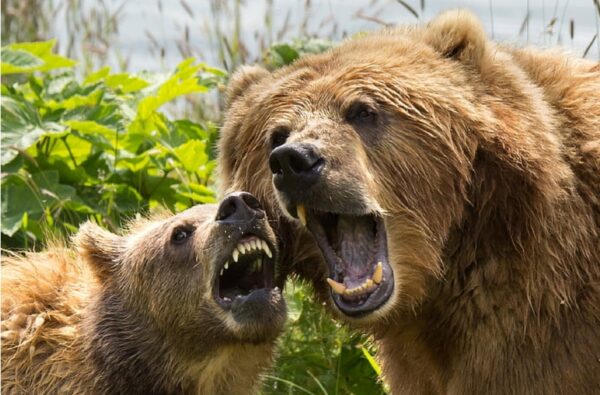 Two brown bears roaring near green trees during daytime.