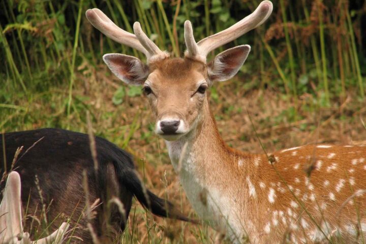 Fallow Deer.