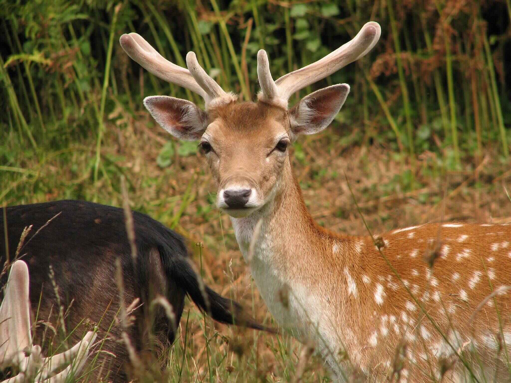 Fallow Deer.