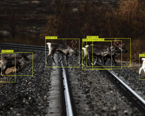 Detecting animals by using AI