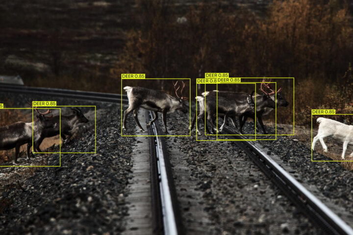 Detecting animals by using AI