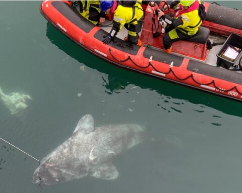 Greenland sharks alongside the inflatable boat. One of them was eaten by another Greenland shark within the last 12 hours - like a corn cob, with only the head, tail and vertebrae remaining.