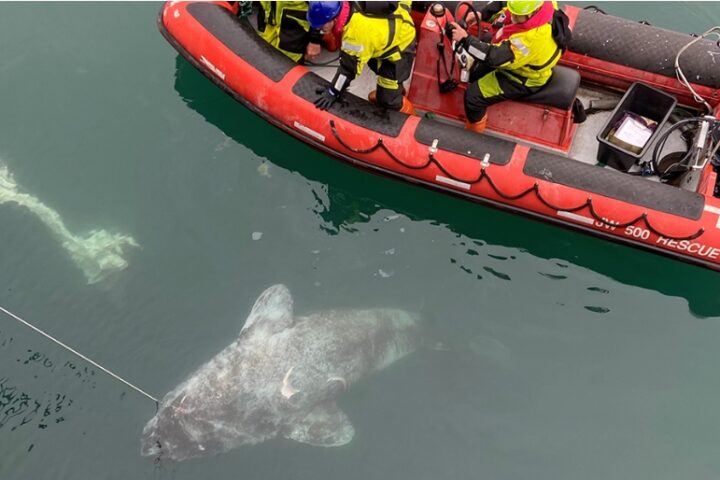 Greenland sharks alongside the inflatable boat. One of them was eaten by another Greenland shark within the last 12 hours - like a corn cob, with only the head, tail and vertebrae remaining.