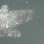 Greenland sharks alongside the inflatable boat. One of them was eaten by another Greenland shark within the last 12 hours - like a corn cob, with only the head, tail and vertebrae remaining.