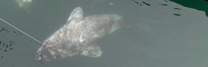 Greenland sharks alongside the inflatable boat. One of them was eaten by another Greenland shark within the last 12 hours - like a corn cob, with only the head, tail and vertebrae remaining.