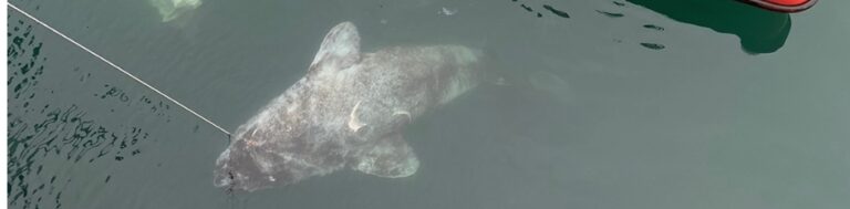 Greenland sharks alongside the inflatable boat. One of them was eaten by another Greenland shark within the last 12 hours - like a corn cob, with only the head, tail and vertebrae remaining.