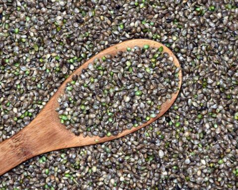 Hemp Seeds Grains Photo.