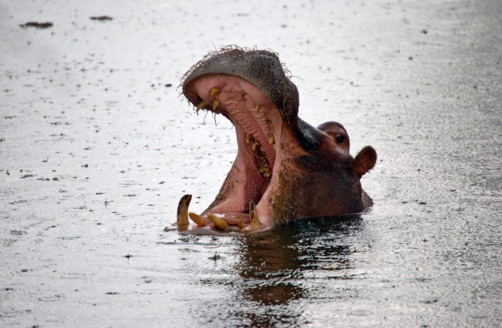 hippopotamus