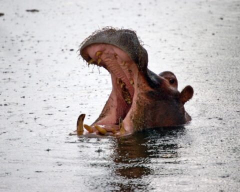 hippopotamus