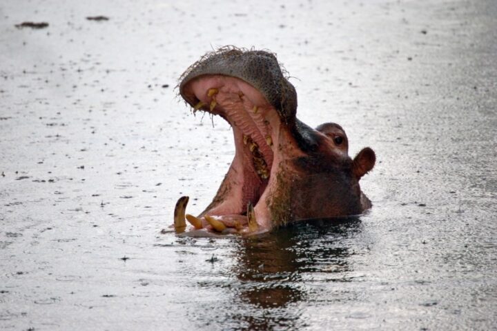 hippopotamus