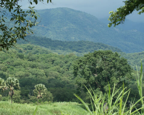 Gashaka Gumti National Park landscape.