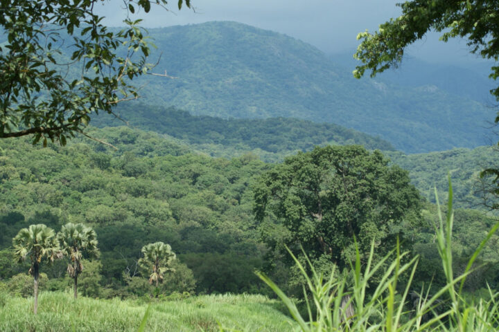 Gashaka Gumti National Park landscape.