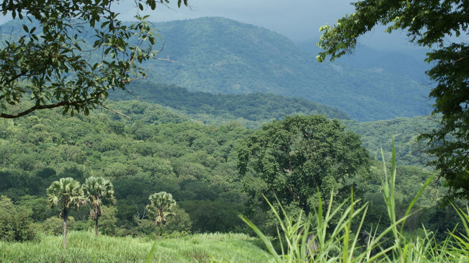 Gashaka Gumti National Park landscape.