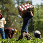 Farmworkers pick strawberries at Farms.