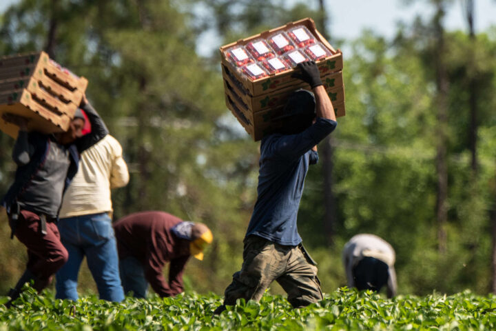 Farmworkers pick strawberries at Farms.