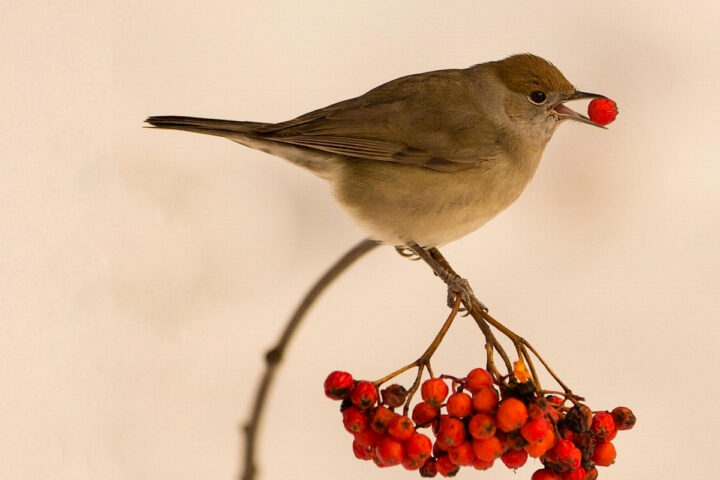 Bird eating a berry.