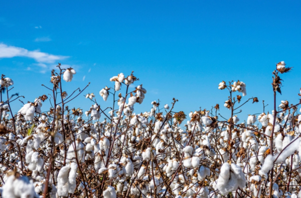 Cotton Agriculture.